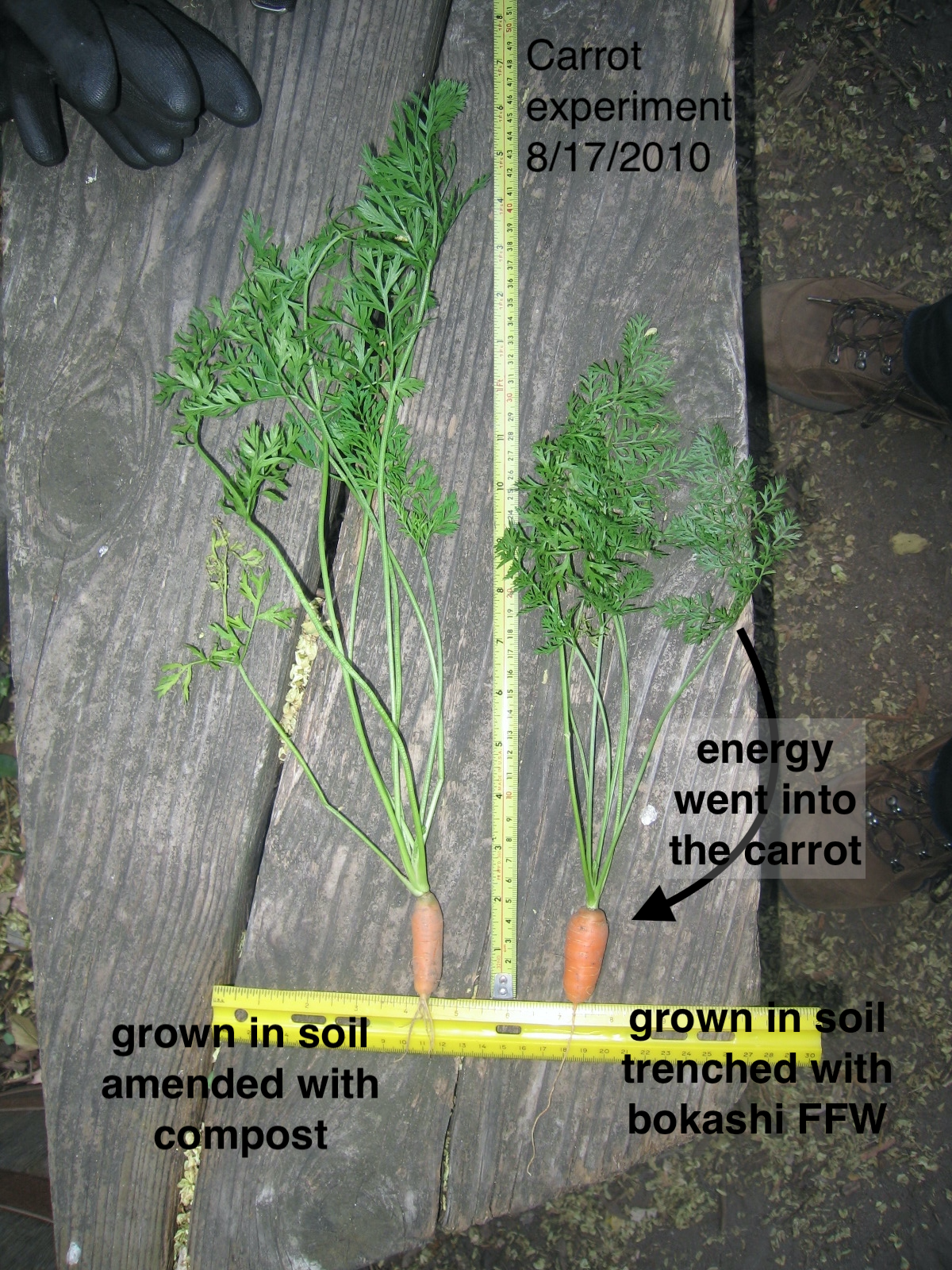 Carrots comparison 2010 a