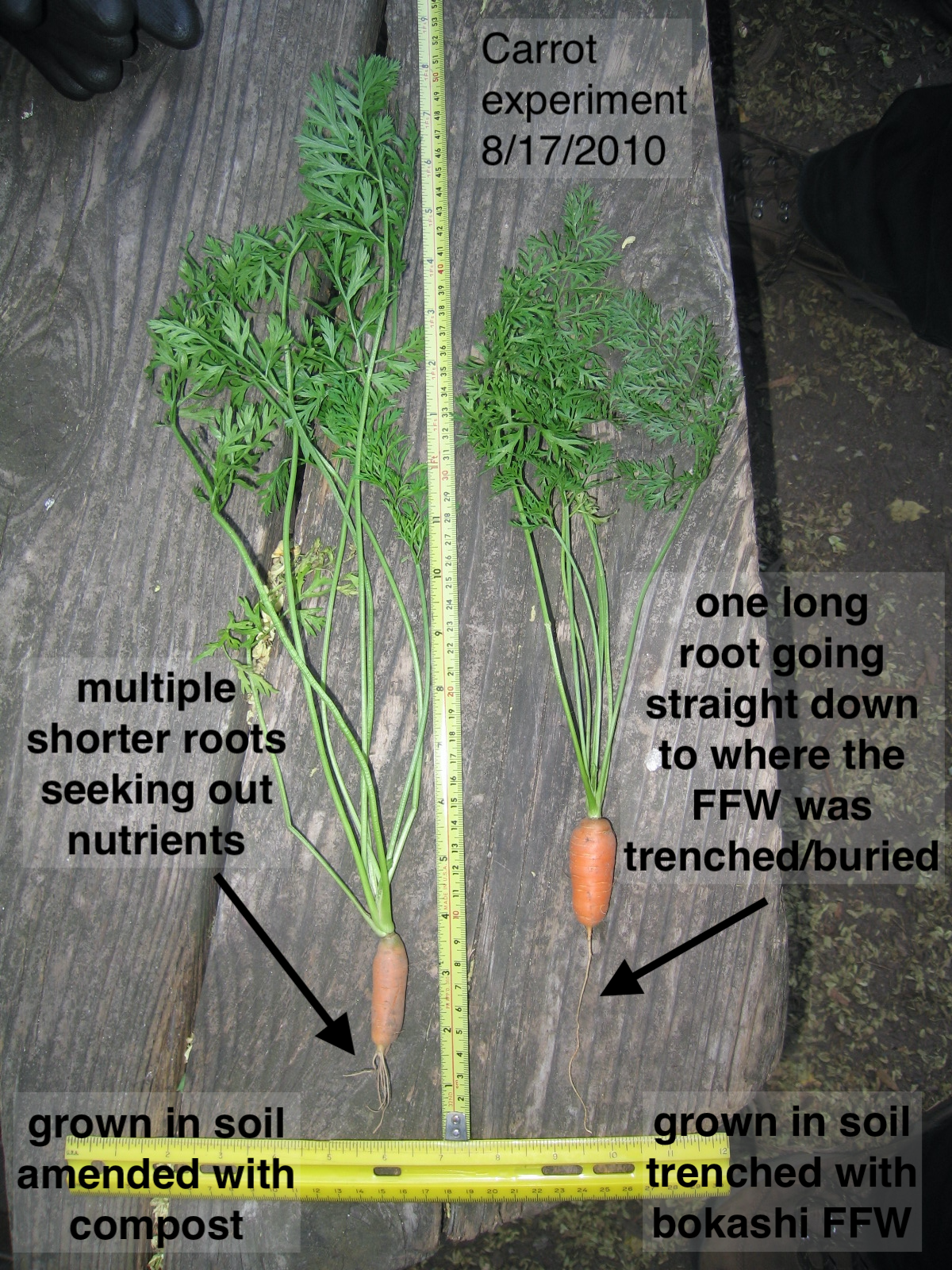 Carrots comparison 2010 b