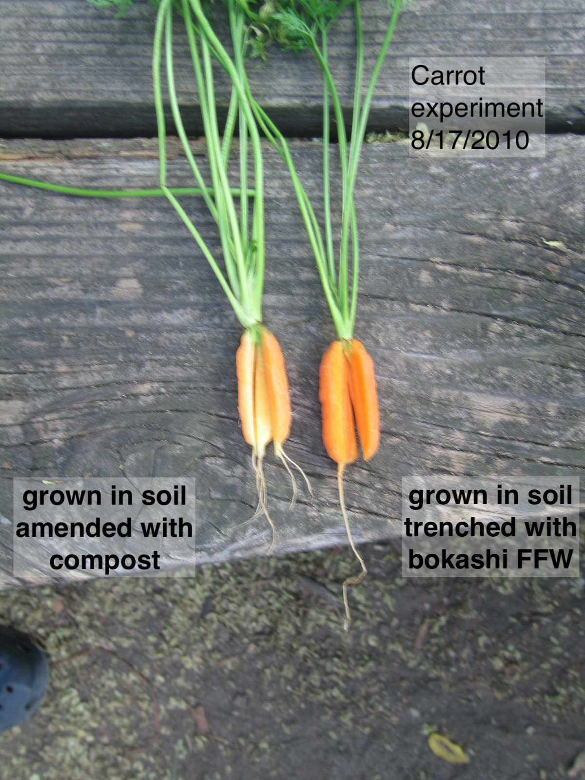 Carrots comparison 2010 c