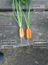Carrots comparison thumbnail vert.
