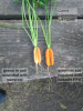 Carrots comparison thumbnail vert.